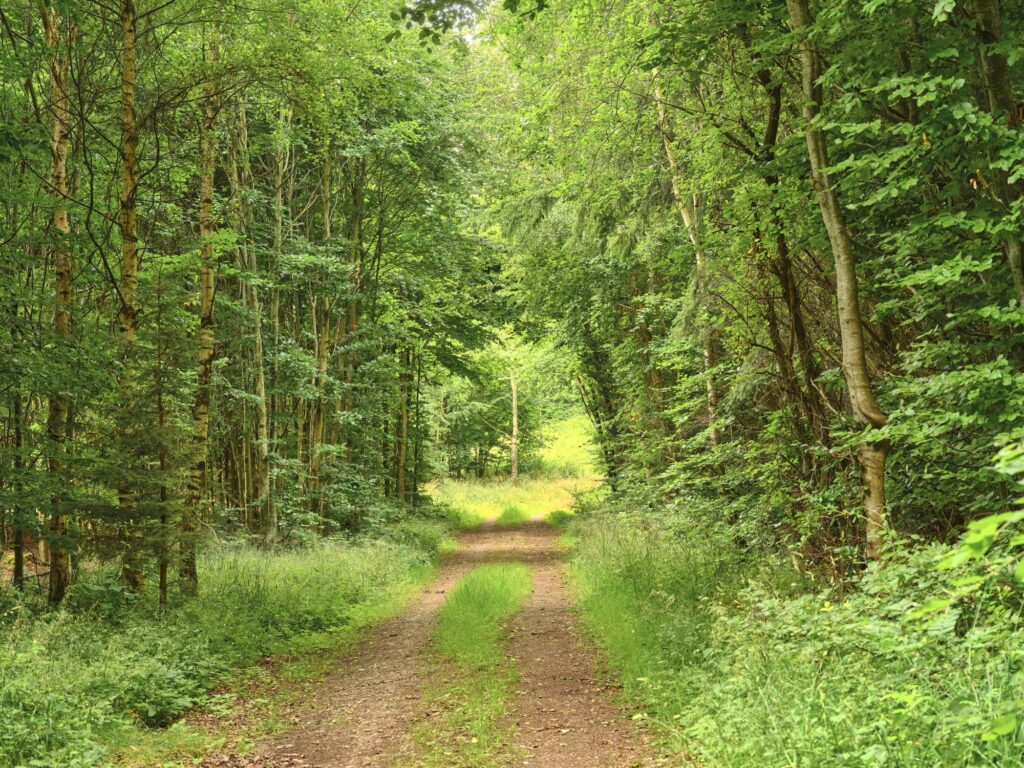 Trauma therapy reflection